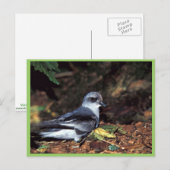 Carte Postale Tempête à queue fourche Petrel, St. (Devant / Derrière)