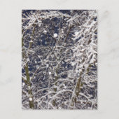 Carte Postale Tempête de blizzard hivernal Photographie d'arbre  (Devant)