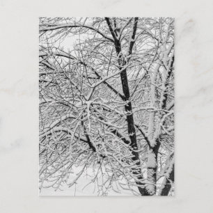 Carte Postale Tempête de blizzard hivernal Photographie d'arbre 