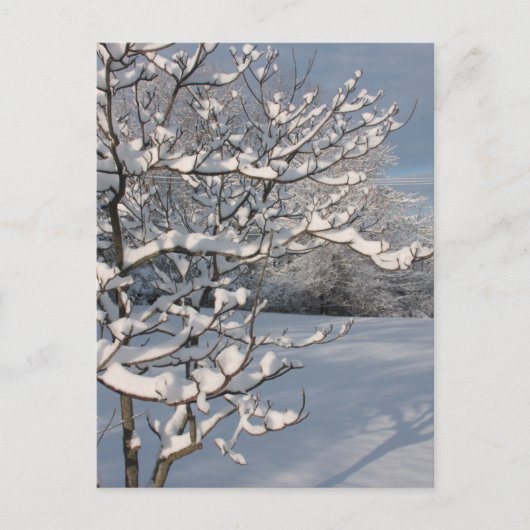 Carte Postale Tempête d'hiver (Devant)