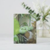 Carte Postale Temple Viper (Debout devant)