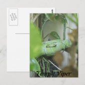 Carte Postale Temple Viper (Devant / Derrière)