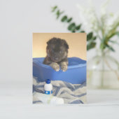 Carte Postale Temps de bain des chiots (Debout devant)