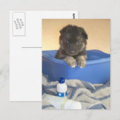 Carte Postale Temps de bain des chiots (Devant / Derrière)