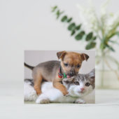 Carte postale - Temps de lavage! (Debout devant)