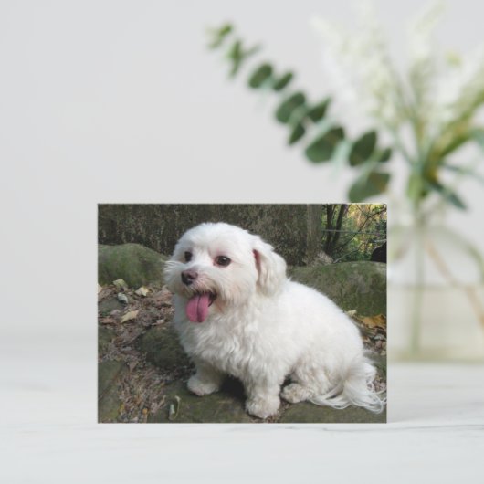 Carte Postale Temps de pause (Debout devant)