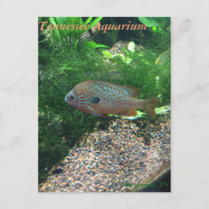 Carte Postale Tennessee Aquarium Postcard