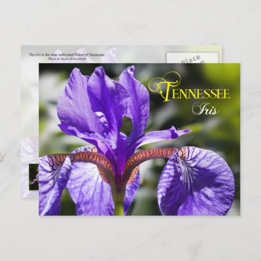 Carte Postale Tennessee State Flower : Iris (Devant / Derrière)