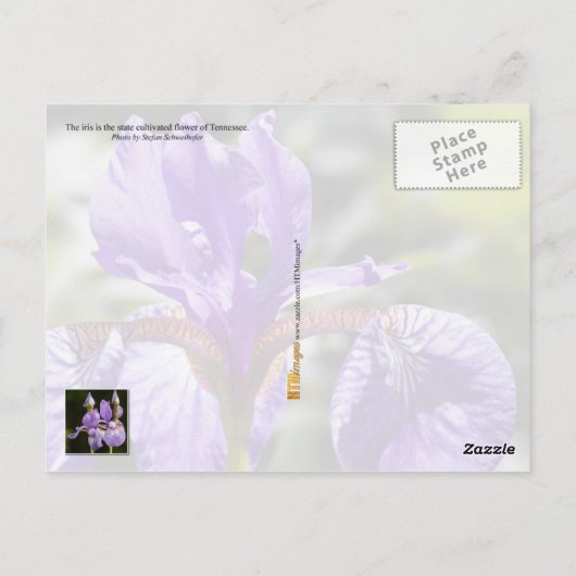 Carte Postale Tennessee State Flower : Iris (Dos)