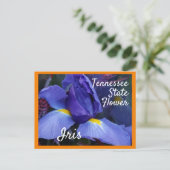 Carte Postale Tennessee State Flower TN Iris (Debout devant)