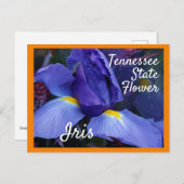 Carte Postale Tennessee State Flower TN Iris (Devant / Derrière)