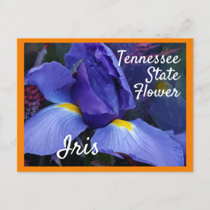 Carte Postale Tennessee State Flower TN Iris