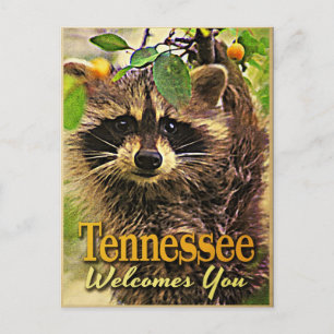 Carte Postale Tennessee vous accueille Raccoon