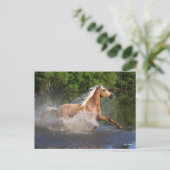 Carte Postale Tennessee Walker Traversant L'Eau (Debout devant)
