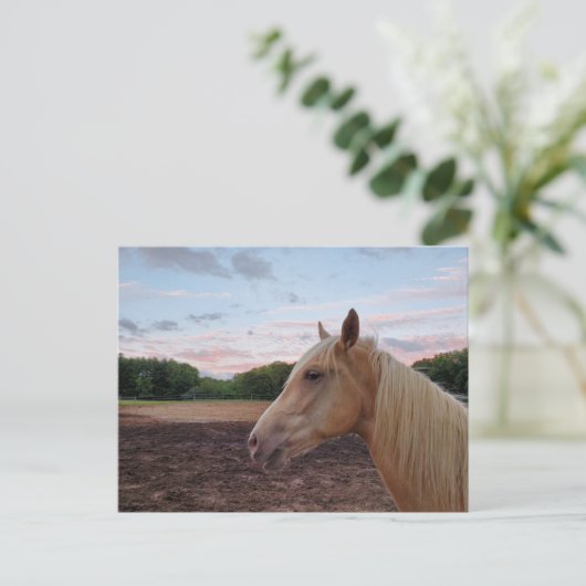Carte Postale Tennessee Walking Horse (Debout devant)