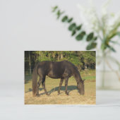 Carte Postale Tennessee Walking Horse (Debout devant)
