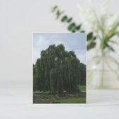 Carte Postale Tennessee Willow Tree (Debout devant)