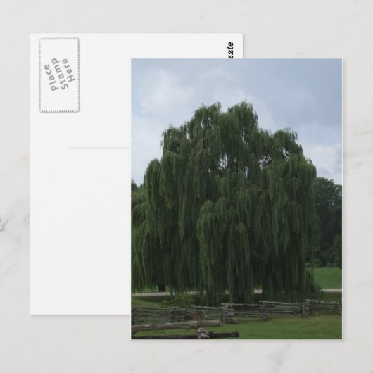 Carte Postale Tennessee Willow Tree (Devant / Derrière)