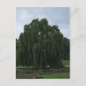 Carte Postale Tennessee Willow Tree (Devant)