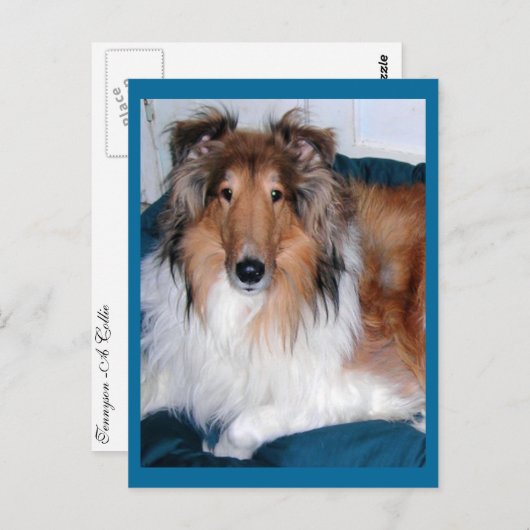 Carte Postale Tennyson-A-collie (Devant / Derrière)