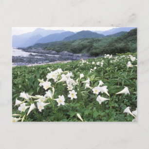 Carte Postale Teppo Yuri (Lily), Yakushima, Kagoshima, Japan