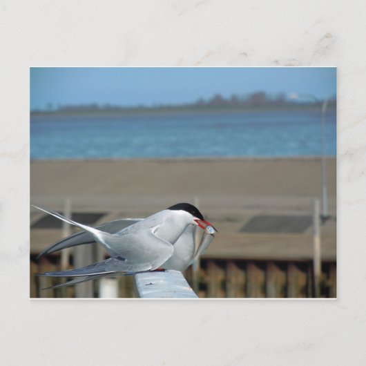 Carte Postale Tern-202 (Devant)