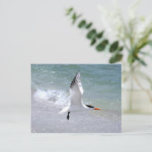 Carte postale Tern en vol (Debout devant)