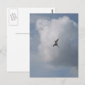 Carte postale Tern in the Sky (Devant / Derrière)