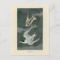 Terne Petit (Moins) - Oiseaux d'Amérique d'Audubon