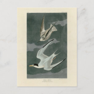 Carte Postale Terne Petit (Moins) - Oiseaux d'Amérique d'Audubon