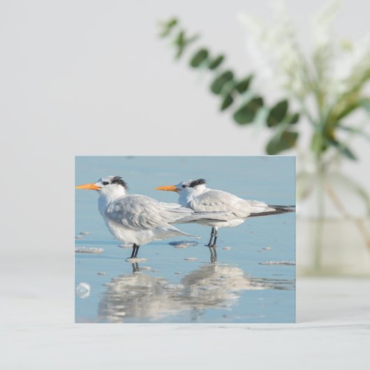 Carte Postale Terns (Debout devant)