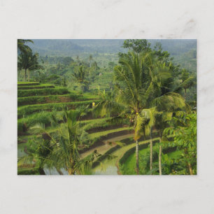 Carte Postale Terrace Ricefield in Bali