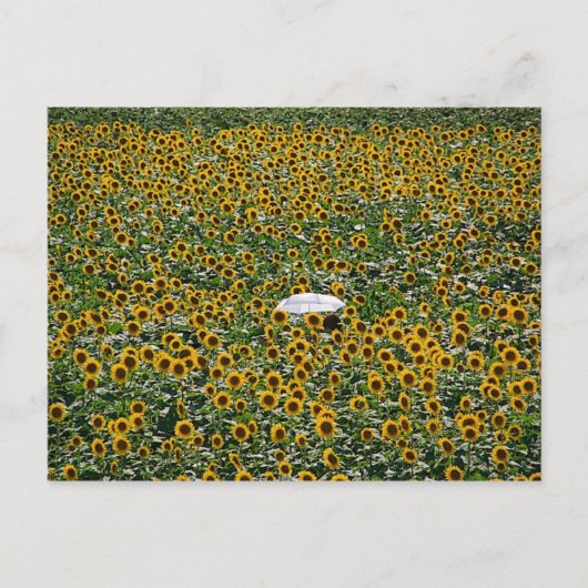 Carte Postale Terrain de tournesol (Devant)