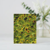 Carte Postale Terrain de tournesol (Debout devant)