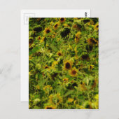 Carte Postale Terrain de tournesol (Devant / Derrière)