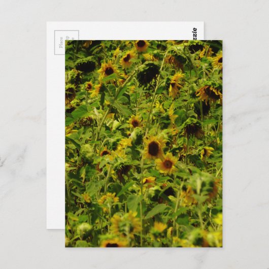 Carte Postale Terrain de tournesol (Devant / Derrière)