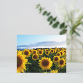 Carte Postale Terrain de tournesol (Debout devant)