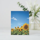 Carte Postale Terrain de tournesol (Debout devant)