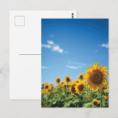 Carte Postale Terrain de tournesol (Devant / Derrière)