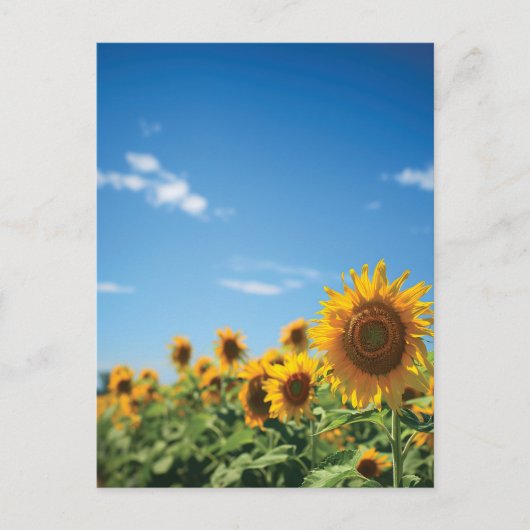 Carte Postale Terrain de tournesol (Devant)