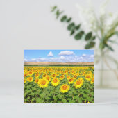 Carte Postale Terrain de tournesol (Debout devant)