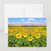 Carte Postale Terrain de tournesol (Devant / Derrière)
