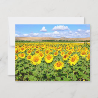 Carte Postale Terrain de tournesol