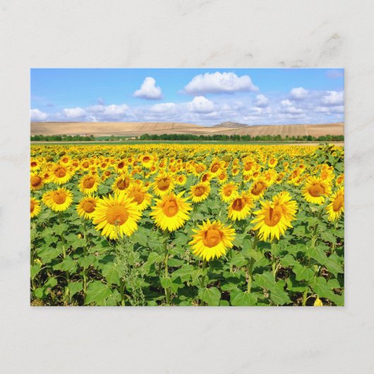 Carte Postale Terrain de tournesol (Devant)