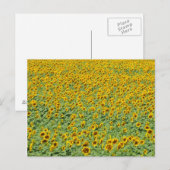 Carte Postale Terrain de tournesol jaune (Devant / Derrière)