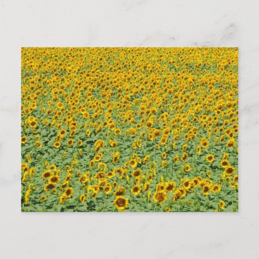 Carte Postale Terrain de tournesol jaune (Devant)