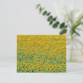 Carte Postale Terrain de tournesol jaune (Debout devant)