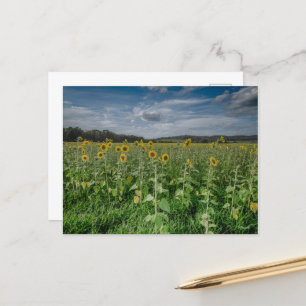Carte Postale "Terrain tournesol"
