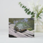 Carte postale Terrapin (Debout devant)