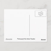 Carte postale Terrapin (Dos)